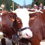 Alp Hotel La Clusaz : Une Expérience Inoubliable