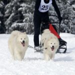 Initiation au chien de traineau à La Clusaz